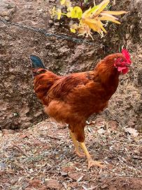 Gallo rosso galli marans galline gallo olive egger