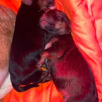 Splendidi cuccioli incrocio Jack Russell