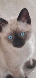 Gattino siamese