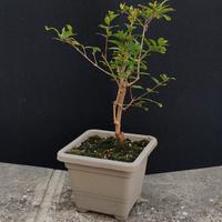 bonsai di melograno 16