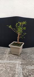 bonsai di melograno 16