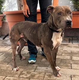 TAYSON CANE METICCIO