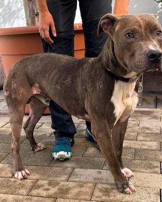 TAYSON CANE METICCIO