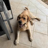 Labrador Miele per monta con pedigree