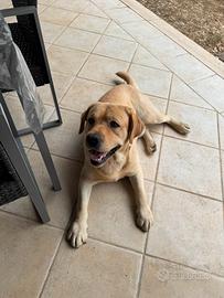 Labrador Miele per monta con pedigree