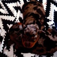 Cuccioli di taglia piccolissima