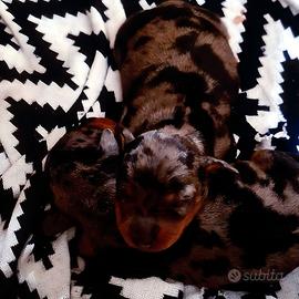 Cuccioli di taglia piccolissima