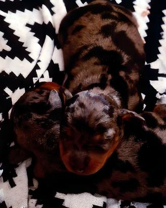 Cuccioli di taglia piccolissima