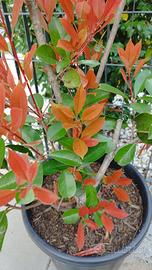 Piante Photinia Red Robin