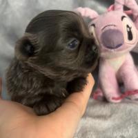 Chihuahua pelo lungo