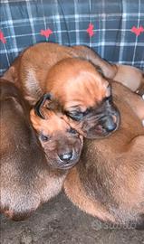 Splendidi cuccioli di Rhodesian ridgeback