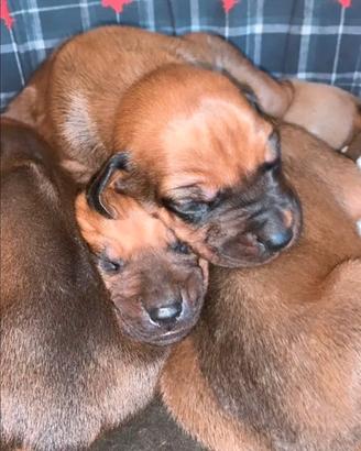 Splendidi cuccioli di Rhodesian ridgeback