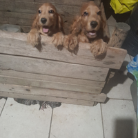 Cuccioli di cocker spaniel inglese maschi e femmin
