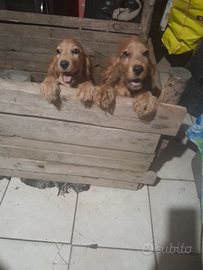 Cuccioli di cocker spaniel inglese maschi e femmin