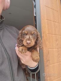 Bassotro pelo lungo cucciolo cioccolato pedigree