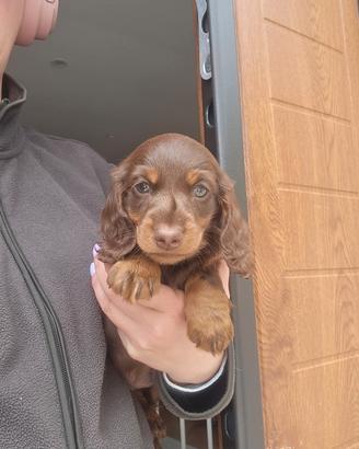 Bassotro pelo lungo cucciolo cioccolato pedigree