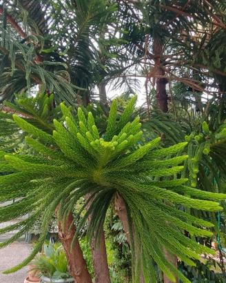 PIANTA ARAUCARIA