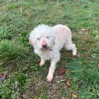 Cane da tartufo Lagotto