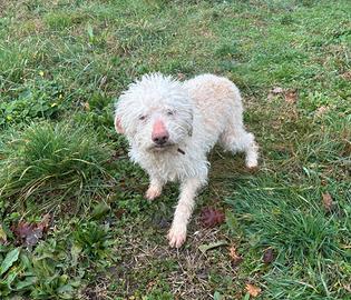 Cane da tartufo Lagotto