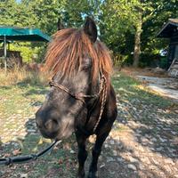 Pony shetland X scuola