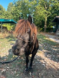 Pony shetland X scuola