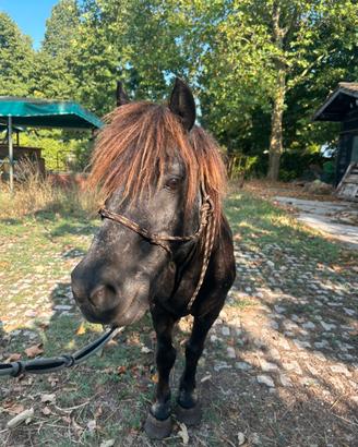 Pony shetland X scuola