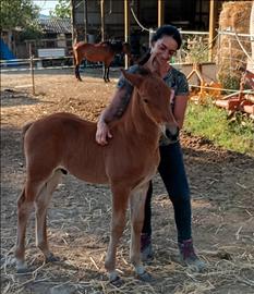 Puledro cavallo maremmano