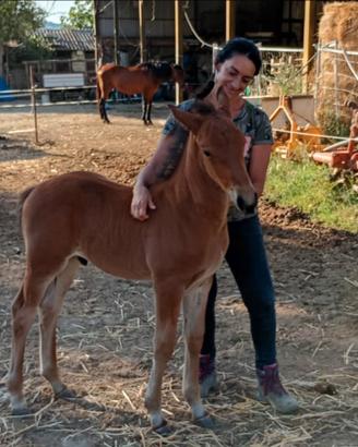 Puledro cavallo maremmano