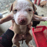 Stupendi cuccioli amstaff bulterier