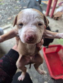 Stupendi cuccioli amstaff bulterier
