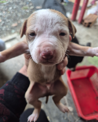 Stupendi cuccioli amstaff bulterier