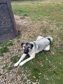 Kangal Femmina