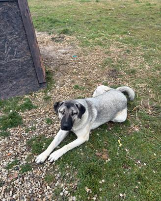 Kangal Femmina