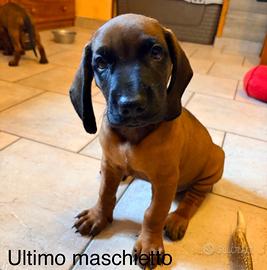 Cucciolo di segugio bavarese