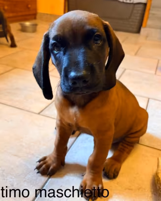 Cucciolo di segugio bavarese