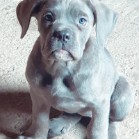 Cuccioli di cane corso grigio con Pedigree ENCI