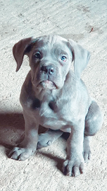 Cuccioli di cane corso grigio con Pedigree ENCI