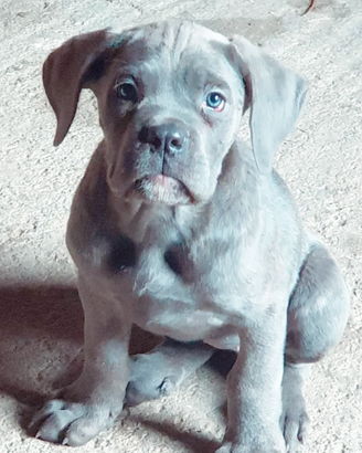 Cuccioli di cane corso grigio con Pedigree ENCI