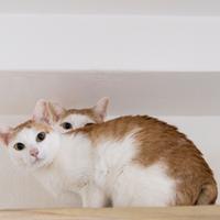 Coppia di Gatto Khmer di 4 e 5 anni