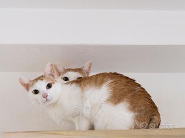 Coppia di Gatto Khmer di 4 e 5 anni