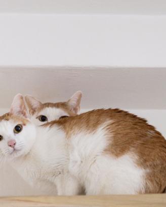 Coppia di Gatto Khmer di 4 e 5 anni