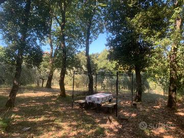 Oliveto e marroneto nella montagnola senese