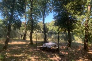 Oliveto e marroneto nella montagnola senese