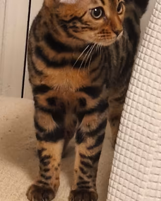 Bengala