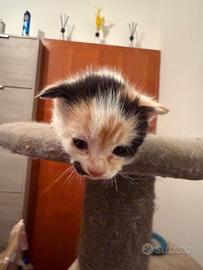 Gattino incrocio europeo