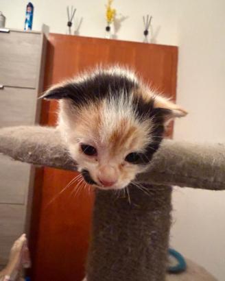 Gattina incrocio europeo