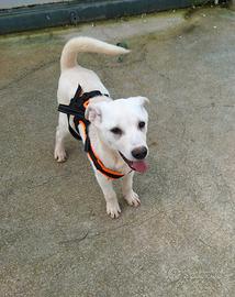 Mario vuole una casa