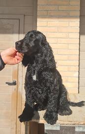 Cocker nero spaniel inglese per monta