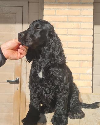 Cocker nero spaniel inglese per monta