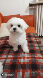 Maltese accoppiamento
